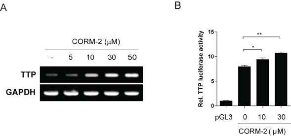 CORM-2 induces TTP promoter activity and TTP mRNA in macrophages