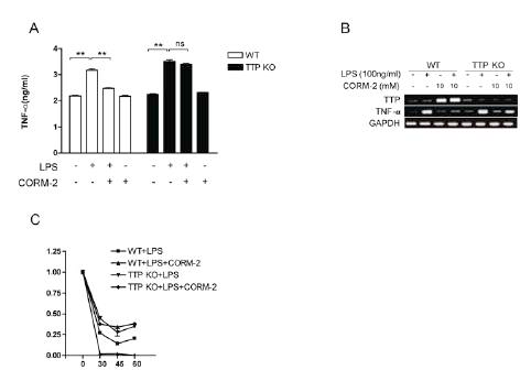 TTP deficiency blocks anti-inflammatory function of CORM-2 in macrophages