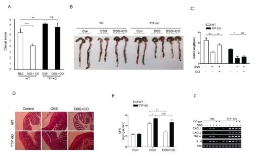 TTP deficiency blocks the anti-inflammatory function of CO in DSS-induced colitis