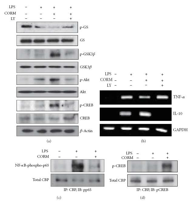 CO-induced PI3 K/Akt-dependent GSK3 inactivation regulates TLR4 responses and affects the ability of CREB and NF-κB-p65 to associate with CBP