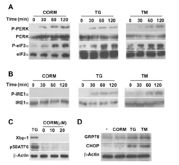 CO induces activation of the protein kinase R-like endoplasmic reticulum kinase (PERK) branch of the ER stress response in SK-N-AS-Ob-Rb cells