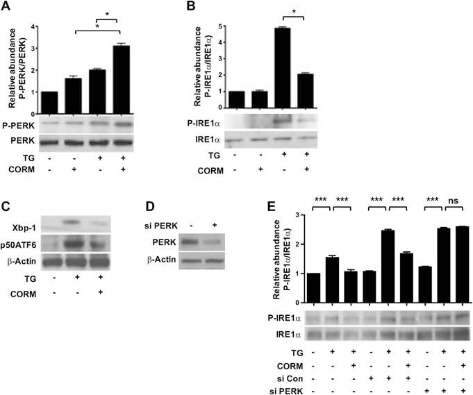 CO induces activation of PERK branch of ER stress in SK-N-AS-Ob-Rb cells