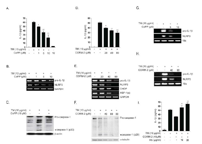 The HO-1/CO system inhibits pro-IL-1b synthesis and IL-1b maturation