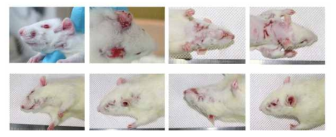 출생 후 48시간 이내에 신생쥐에 다량의 캡사이 신을 투여하여 제작한 아토피성 피부염 발현 쥐.