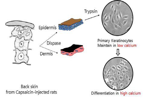 일차 각질세포 배양과정(primary keratinocyte cultivation)에 대한 모식도.