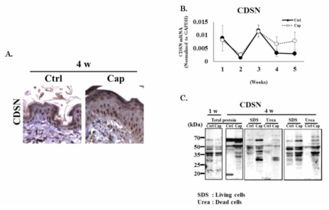 (A) 4주령 아토피 흰쥐 피부에서 실시한 CDSN (late differentiation marker) 면역조직화학적 염색 결과. CDSN 발현이 4주차에 증가되었다. (B) 출생 후 나이에 따른 CDSN mRNA 발현량 변화. Realtime PCR 결과, 출생 후 4, 5주차 에 CDSN mRNA 발현량이 증가하는 것으로 조사되었다.