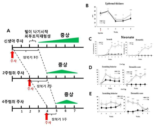 출생 후 나이에 따른 캡사이신 투여가 아토피 피부염 유발에 미치는 효과.