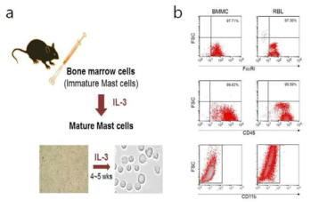 (a) 골수비만세포의 배양. 골수의 미성숙 비만세포 를 적출하여 세포배양액에 IL-3를 4~5주 처리하여 성숙한 비만세포로 분화시킴. (b) FACS를 이용한 BMMC의 순수분 리. FcεR1+ CD45+CD11b- mast cell 검증. RBL-2H3 흰쥐 비만 세포주를 postive control로 사용
