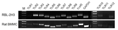 흰쥐 골수비만세포(BMMC) 및 비만세포주(RBL-2H3)에서의 TLR 발현 양상.
