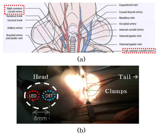 (a) 폐색을 유발하는 SD Rat 동맥의 해부학적 위치 (b) fNIRS의 측정 위치 및 동맥 폐색 유발 상황