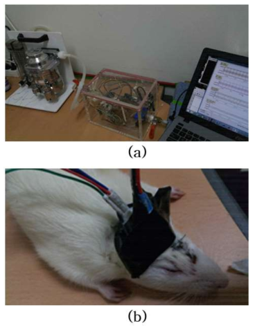 (a) Chamber와 산소 질소 배합기 (b) 쥐의 뇌 혈액 측정을 위한 광원과 광검출기 배치