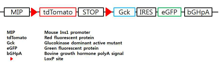 베타세포 특이적 glucokinase 과발현 마우스의 transgene construct