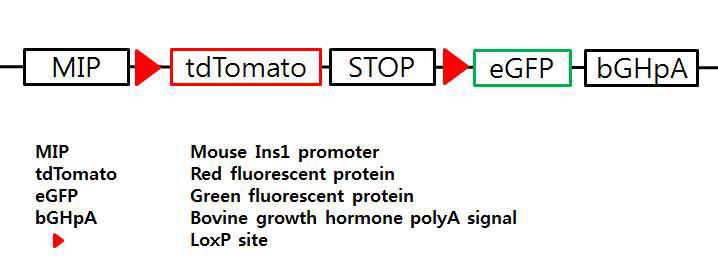 베타세포 특이적 double reporter system의 transgene construct