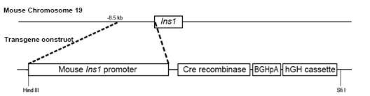 MIP-Cre 마우스의 transgene construct