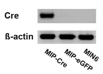 MIP-Cre transgene construct가 transfection된 MIN6 cell에서의 Cre recombinase 발현.