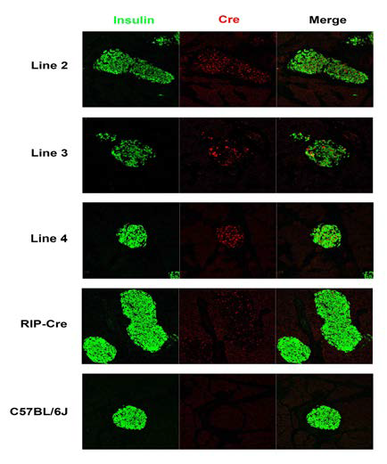 Cre recombinase 발현