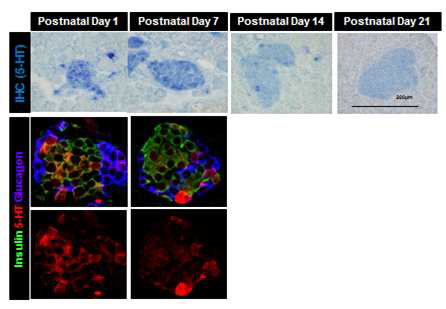 출생후 C57BL/6J 마우스의 췌도 내 세로토닌의 합성