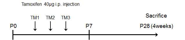 Pdx-CreER;Tph1 fl/fl 마우스에 Tamoxifen을 투여하는