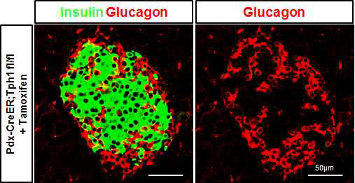 베타세포 특이적 Tph1 KO 마우스 10주령 췌장소도에서 인슐린, 글루카곤 면역형광염색