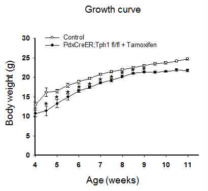 베타세포 특이적 Tph1 KO 마우스의 몸무게 증가 변화