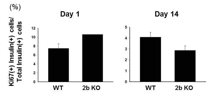 WT과 Htr2b KO 마우스의출생후신생아기 P1, P14에서 증식하는베타세포의비율