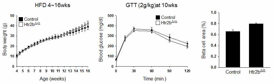 Control과 베타세포 특이적 Htr2b KO 마우스에서 고지방식이 후의 몸무게 변화, 당부하검사, 베타세포 면적 측정 결과