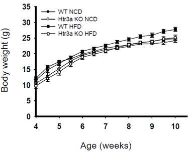 고지방식이에서 WT과 Htr3a KO 마우스 체중 변화