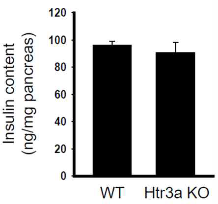 고지방식이 6주 후 Htr3a KO 마우스 췌장 인슐린 총량