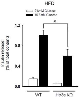 고지방식이 WT 마우스와 Htr3a KO 췌장소도에서 당부하 인슐린 분비능 검사