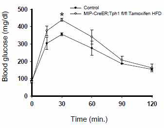 베타세포 특이적 Tph1 KO 마우스에서 고지방식이 후 포도당부하검사
