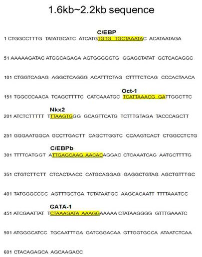 Tph1 Exon1b upstream 1.6~2.2kbp 부위와 결합하는 후보 전사인자