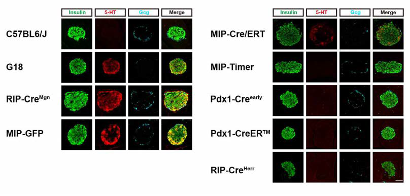 베타세포 특이 형질전환 마우스에서의 베타세포 세로토닌 발현