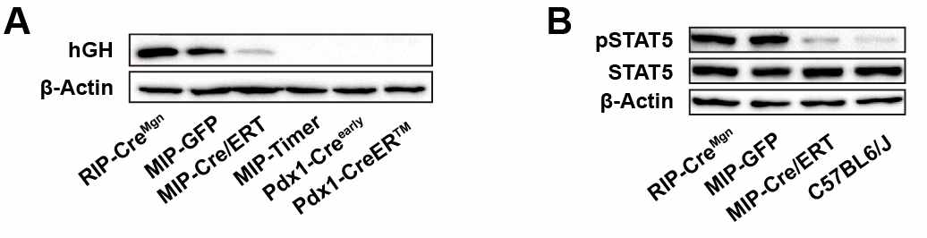 형질전환 마우스에서의 (A) 췌도 hGH 발현 (B) 췌도 STAT5 인산화