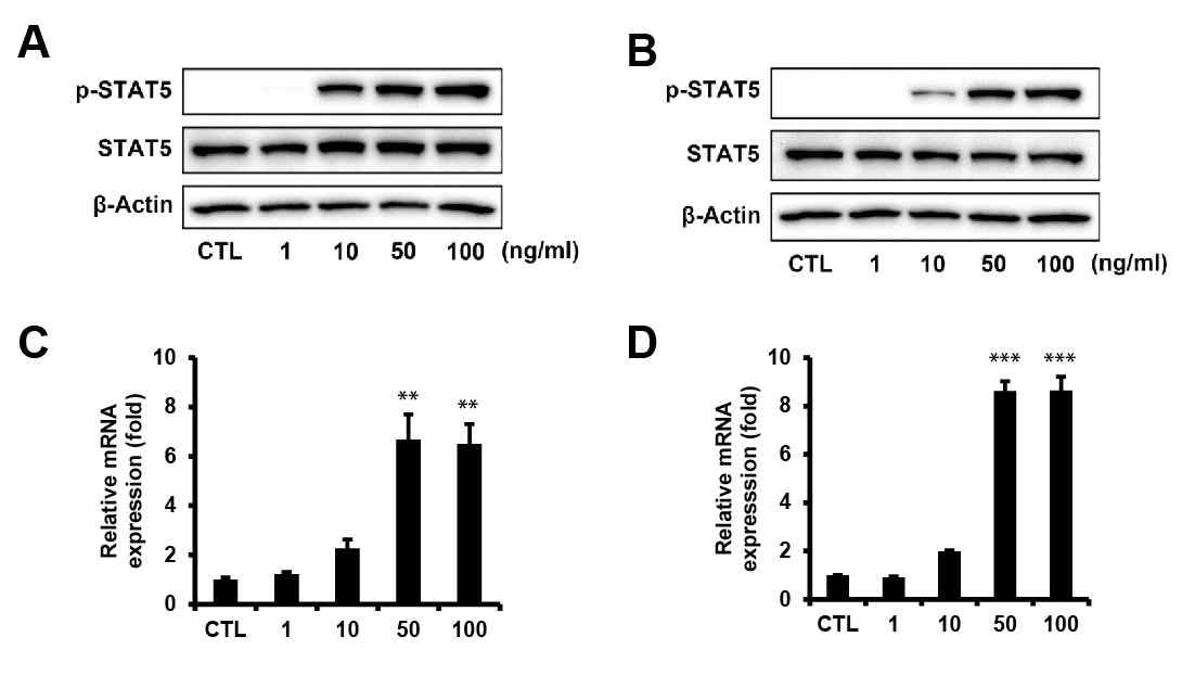 베타세포주에서의 STAT5 인산화 [(A) βTC3 (B) MIN6] 와 Tph1 발현[(C) βTC3 (D) MIN6]