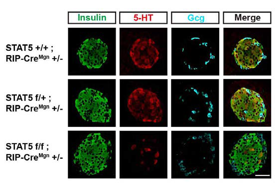 STAT5 fl/fl;RIP-Cre +/-마우스에서의 세로토닌 발현