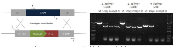 NTC cassette를 이용한 TRP5 유전자 disruption