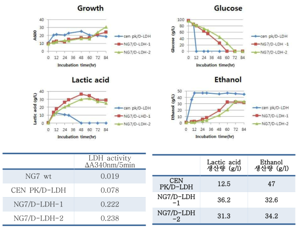LDH 활성 및 Lactic acid 생산량 분석