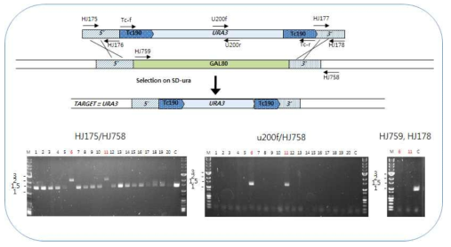URA3 cassette를 이용한 GAL80 유전자 결실 과정