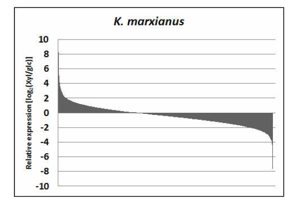 RNA seq을 이용한 K. marxianus transcriptome 분석