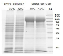 K. marxianus 17555의 intra & extra cellular protein