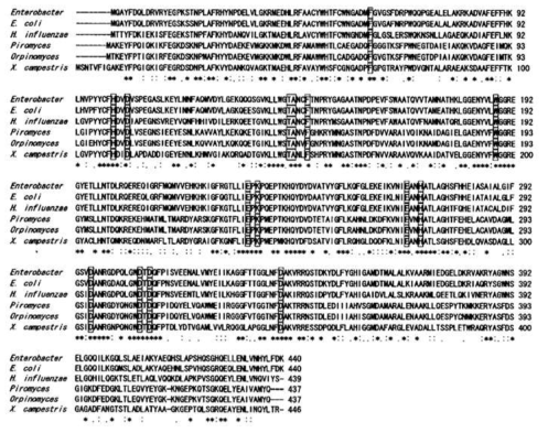 알려진 xylose isomerase 유전자 염기서열의 유사성 비교