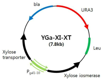 효모에서 XI 및 XT 유전자를 발현하기 위하여 구축한 벡터 모식도