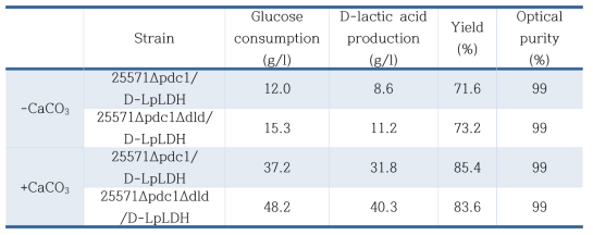 D-lactic acid 생산성 분석