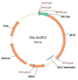 UPC2 발현을 위한 S. cerevisiae vector