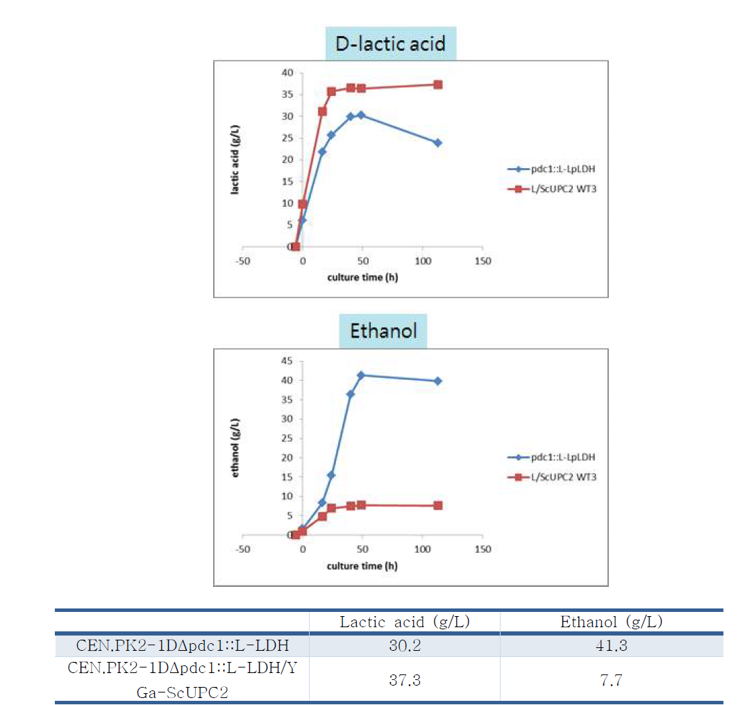UPC2 과발현 균주의 L-lactic acid와 에탄올 생산량 분석