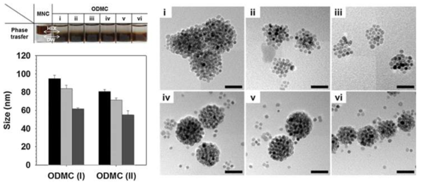 올레일 덱스트란이 코팅된 자성 나노클러스터(ODMC)의 분산성과 크기, 전자현미경 영상