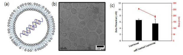 (a) 유전자를 담지한 리포좀의 모식도, (b) 리포좀의 Cryo-TEM이미지, (c) 유전자를 담 지한 리포좀과 담지하지 않은 리포좀의 제타 전위 및 DLS 분석.