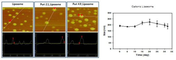 AFM 이미지으로 측정한 유전자 담지량에 따른 리포좀의 높이