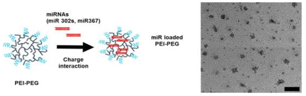 생친화적 고분자인 PEG로 둘러싸인 양이온성 고분자인 PEI에 miRNAs을 로딩 했을 때의 모식도 및 TEM 이미지