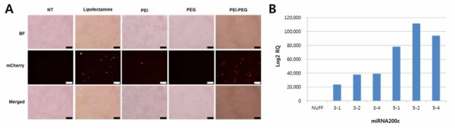 PEI-PEG 나노복합체의 transfection 효율 평가.